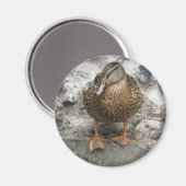 Duck on a Wall Magnet Magneet (Voorkant / Achterkant)