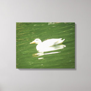 Duck on the Water Canvas Print