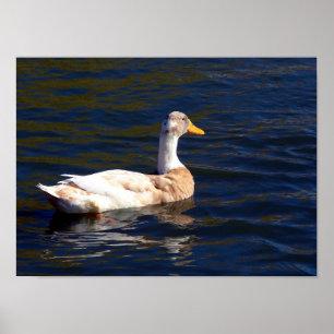 Duck on the Water Poster