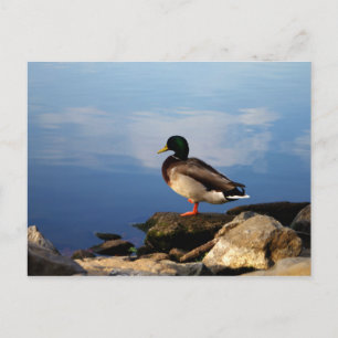 Duck on Waters Edge Briefkaart