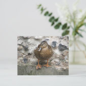 Duck op een Wall Briefkaart (Staand voorkant)
