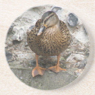 Duck op een Wall Onderzetter