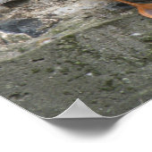 Duck op een Wall Poster (Hoek)