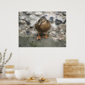 Duck op een Wall Poster (Keuken)