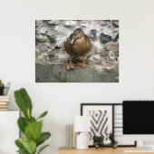 Duck op een Wall Poster (Thuiskantoor)