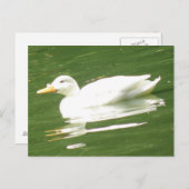 Duck op het Briefkaart water (Voorkant / Achterkant)