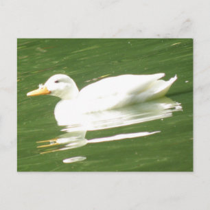 Duck op het Briefkaart water