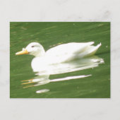Duck op het Briefkaart water (Voorkant)