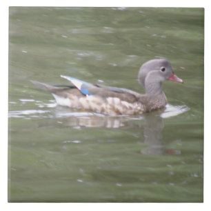Duck op het meer van de Tile Tegeltje