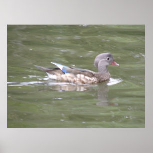 Duck op Lake Print