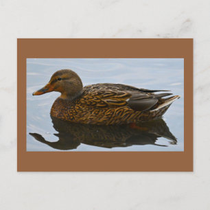 Duck Photo-Briefkaart Briefkaart