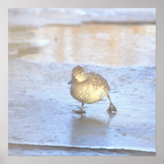 Duck Photo Poster (Devant)