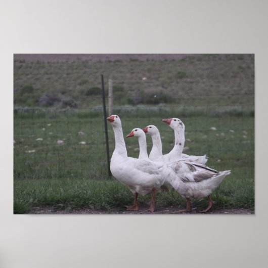 Duck Poster (Voorkant)
