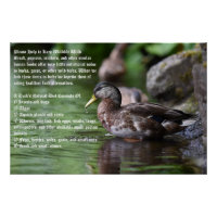 Duck Poster