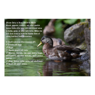 Duck Poster Perfect Poster