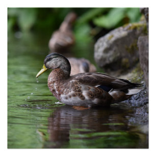 Duck Poster Perfect Poster