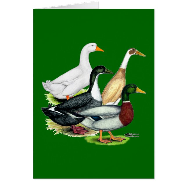 Duck Quartet (Devant)