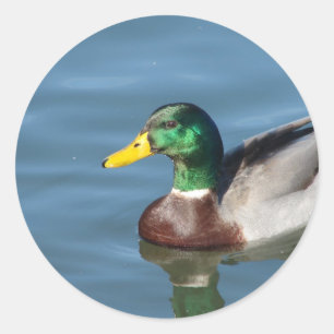 Duck Ronde Sticker