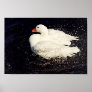 Duck Shaking Poster