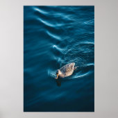 Duck Swimming Poster (Voorkant)