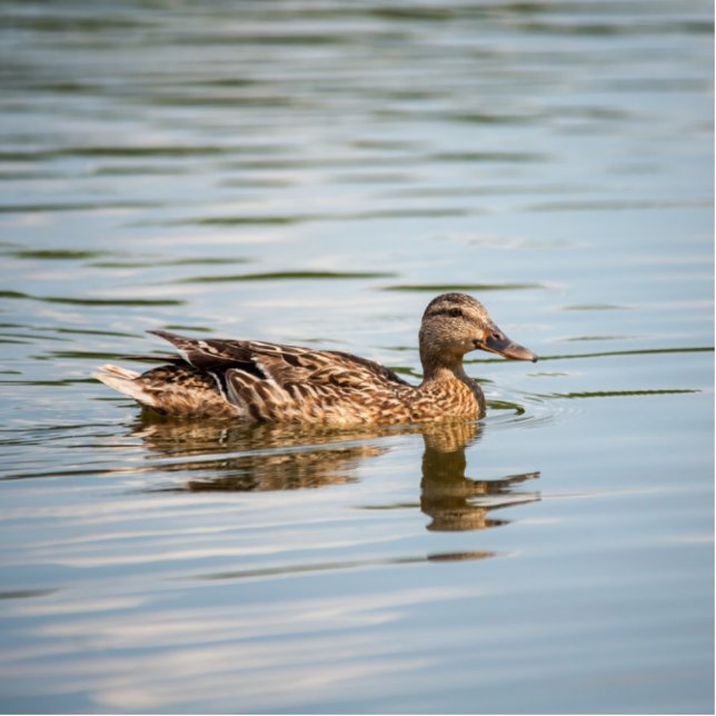 Duck Swimming Staand Fotobeeldje (Voorkant)