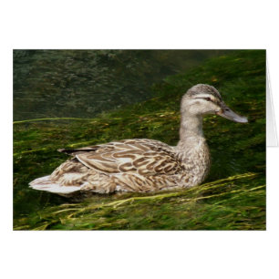 Duck Wenskaart