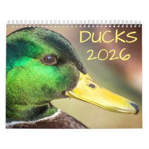Duck Wildlife Fotografie Kalender