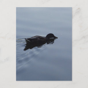 Duck zwemmen in Lake, Natuur Bird Wildlife Blue Briefkaart
