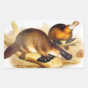 "Duckbilling Platypus" Rechthoekige Sticker