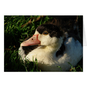 Ducking