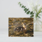 Ducking Briefkaart (Staand voorkant)