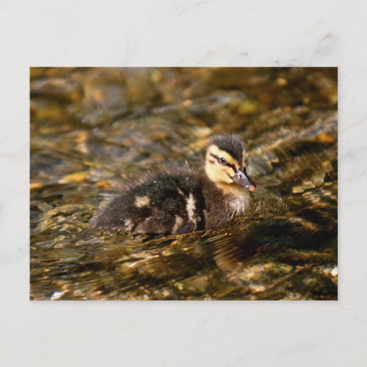 Ducking Briefkaart (Voorkant)