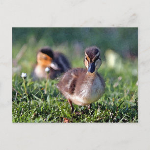 Ducking Briefkaart