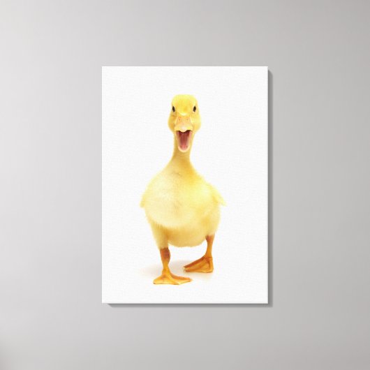 Ducking Canvas Afdruk (Voorkant)