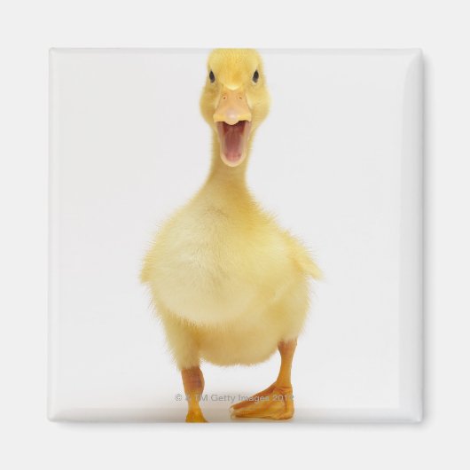 Ducking Magneet (Voorkant)