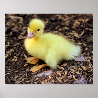 Ducking Poster
