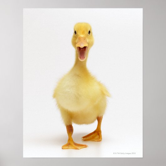 Ducking Poster (Voorkant)