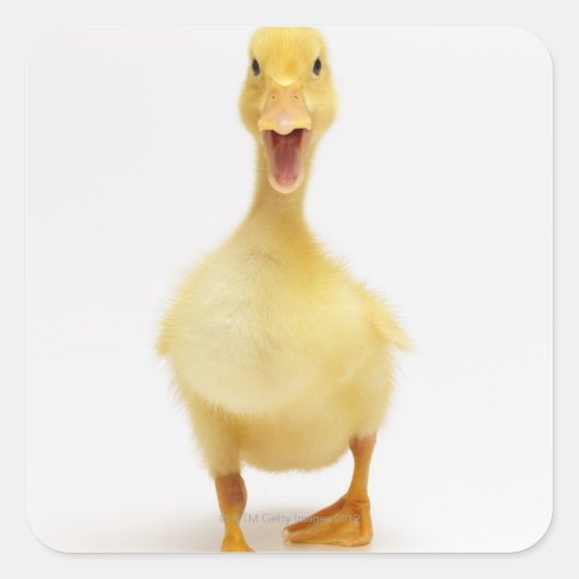 Ducking Vierkante Sticker (Voorkant)