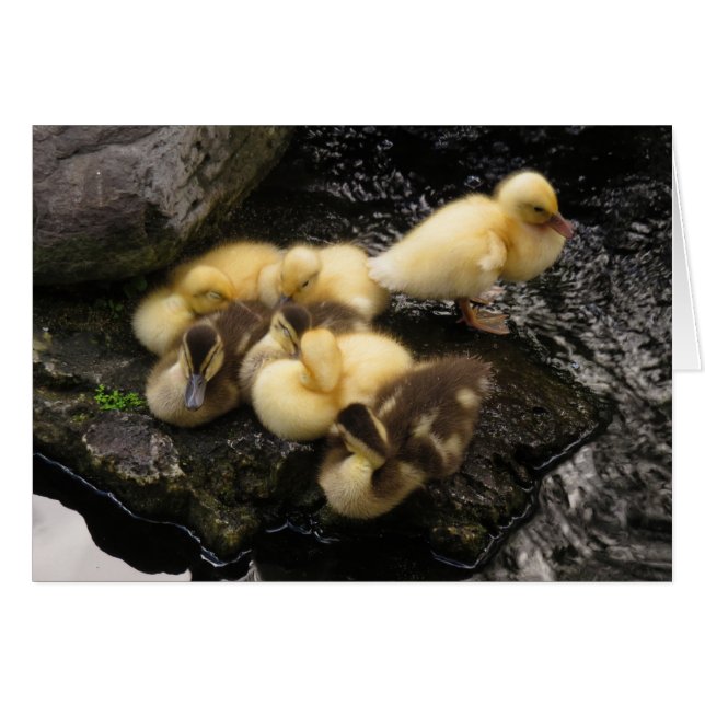 Ducklings (Voorkant Horizontaal)