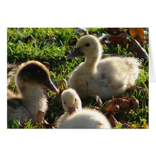 Ducklings (Voorkant Horizontaal)
