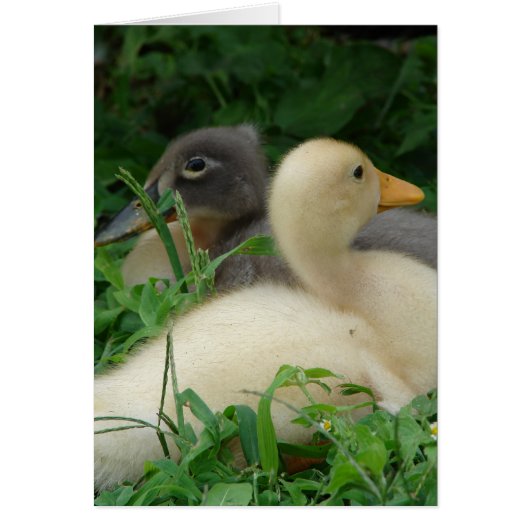 Ducklings (Voorkant)
