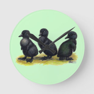 Ducklings Black Cayuga Ronde Klok