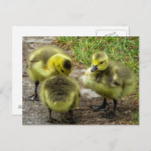 Ducklings Briefkaart (Voorkant / Achterkant)