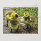 Ducklings Briefkaart (Voorkant)