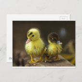 Ducklings Briefkaart (Voorkant / Achterkant)