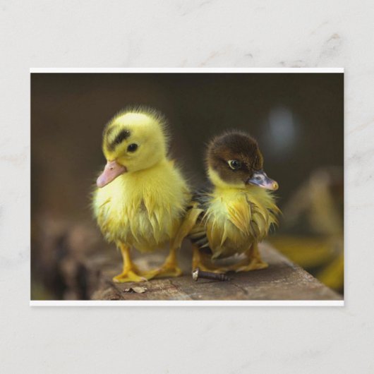 Ducklings Briefkaart (Voorkant)