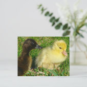 Ducklings Briefkaart (Staand voorkant)
