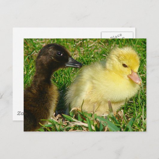 Ducklings Briefkaart (Voorkant / Achterkant)