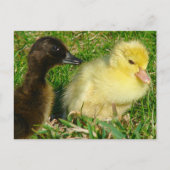 Ducklings Briefkaart (Voorkant)