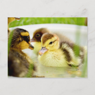 Ducklings Briefkaart